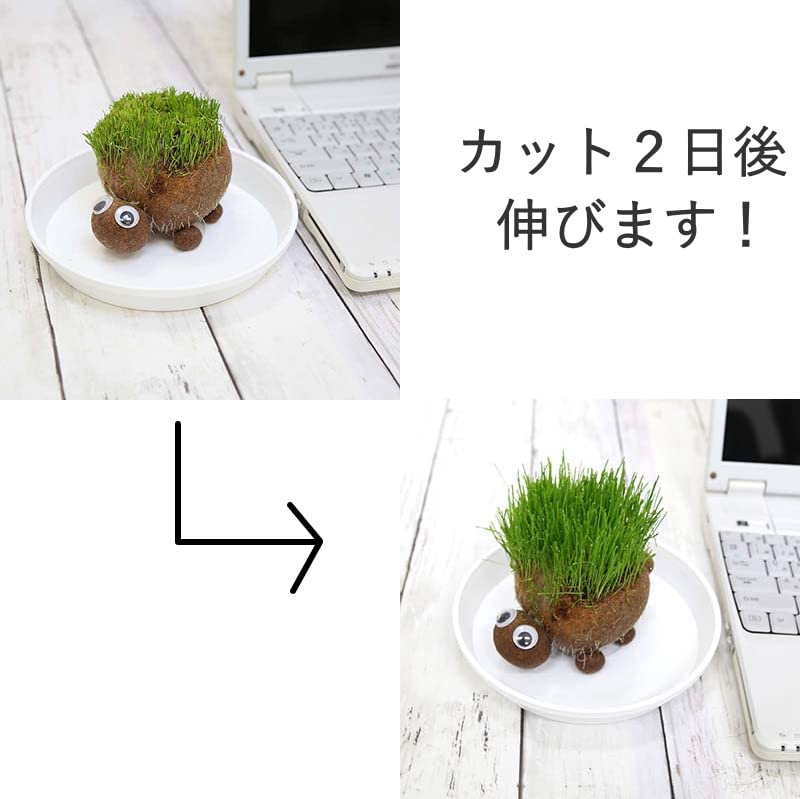 Amazon｜【ブルーミングスケープ】イタリアンライグラス（牧草）の